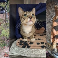 Eine Collage aus drei Bildern. Links sind zwei Hähne, in der Mitte eine Katze und rechts eine Schildkröte, die auf dem Rücken liegt.