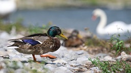 Eine Ente sitzt im Vordergrund, dahinter unscharf weitere Enten und ein Schwan