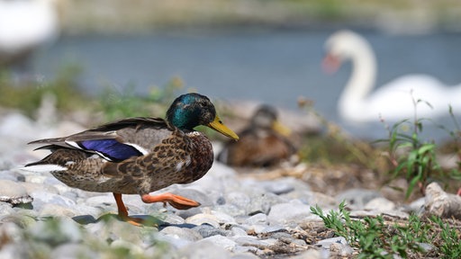 Eine Ente sitzt im Vordergrund, dahinter unscharf weitere Enten und ein Schwan