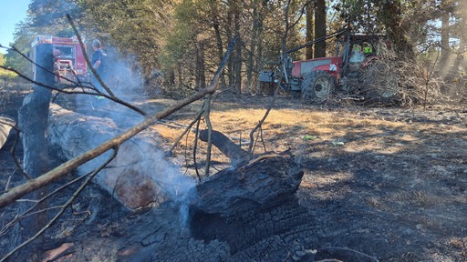 Ein verkohlter Baumstamm qualmt im Vordergrund, im Hintergrund ist ein Traktor im Wald im Einsatz.