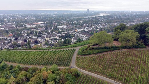 Eine Drohnenaufnahme von den Weinbergen des Winzers Bernd Blöser. Im Hintergrund die Skyline von Bonn.