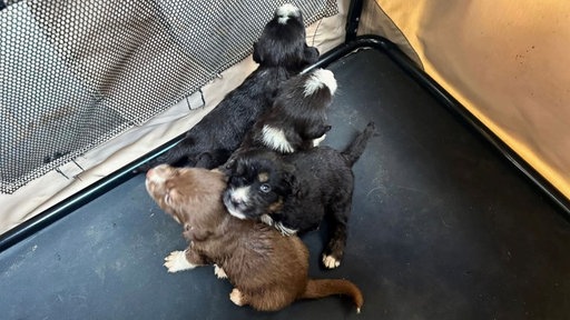 Drei schwarze Welpen und ein brauner Hunde Welpe sitzen in einer großen Hundetasche