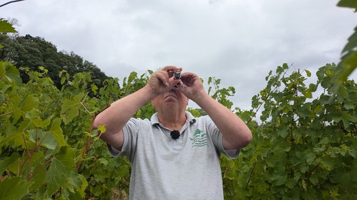 Ein Weinbauer in grauem Tshirt steht in seinem Weinberg und schaut durch ein kleines Gerät