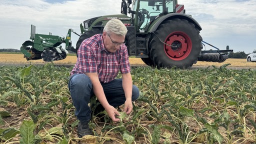 Ein Mann kniet auf einem Feld und hält die Blätter einer Zuckerrübe