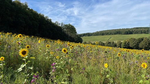 Blumenwiese mit Sonnenblumen