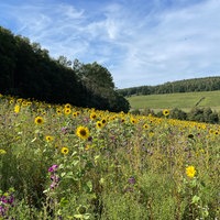 Blumenwiese mit Sonnenblumen