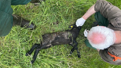  Ein schwarzes, totes Lamm liegt auf einer Wiese. Ein älterer Mann mit weißen Haaren und Handschuhen kniet daneben und untersucht das Tier vorsichtig.