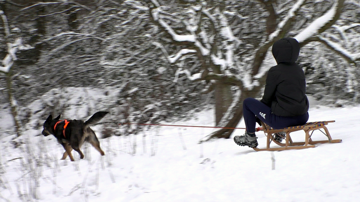 Hund an der Leine zieht Person auf kleinem Holzschlitten durch die Winterlandschaft