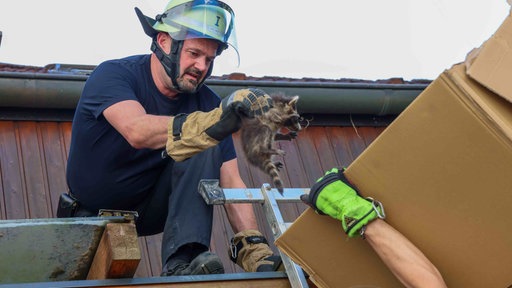 Ein Feuerwehrmann hebt ein Waschbär-Baby vom Vordach