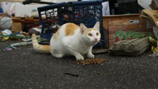 weiß-braune Katze auf Asphaltboden vor Pappschachtel und Plastikkisten