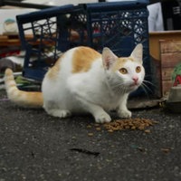 weiß-braune Katze auf Asphaltboden vor Pappschachtel und Plastikkisten