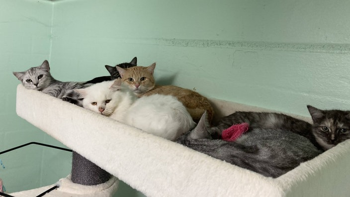 Mehr als hundert Katzen wurden aus dem verwahrlosten Haus gerettet