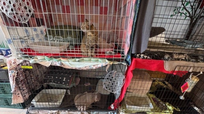 Katzen im Düsseldorfer Tierheim müssen in Notkäfigen untergebracht werden