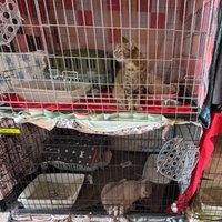 Katzen im Düsseldorfer Tierheim müssen in Notkäfigen untergebracht werden