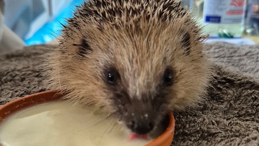 Verletzter Igel trinkt Wasser
