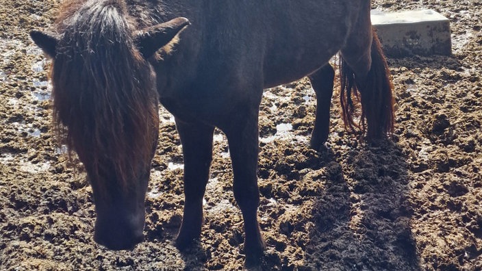 Das abgemagerte Pferd steht im Matsch.