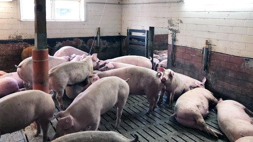 Schweine im Stall