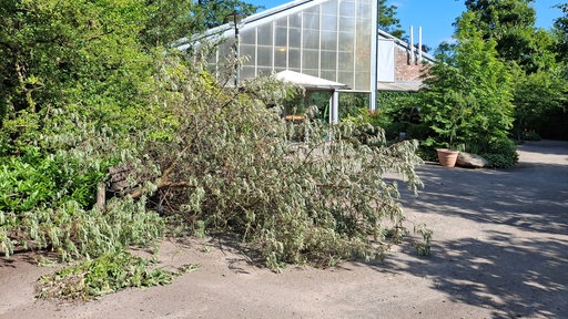Vom Sturm abgebrochene Äste vor Vogelhaus im Krefelder Zoo