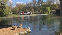 See im Wiehlpark, Enten schwimmen