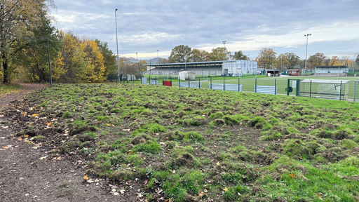 Eine Wiesenfläche, die total durchwühlt ist und auf der Erdhaufen und rausgerissene Grasballen liegen 