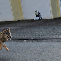 Wolf läuft durch Straße in Bonn Sankt-Augustin