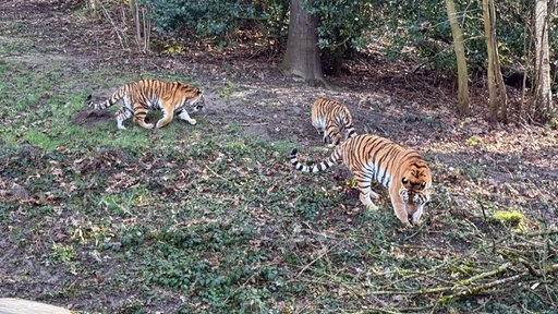 drei Tiger schnüffel an Gestüpp und Wiese