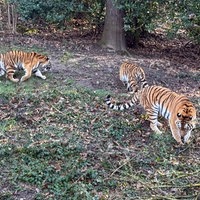 drei Tiger schnüffel an Gestüpp und Wiese