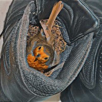 Rotkehlchen in einem Rotkehlchennest in den Stiefeln eines Polizisten