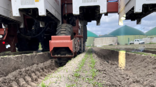 Es fährt ein Traktor über ein Feld. Zu sehen ist außerdem ein Lichtstreifen, der auf das grüne Unkraut scheint.
