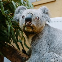 Das Bild zeigt den ältesten Koala Europas.