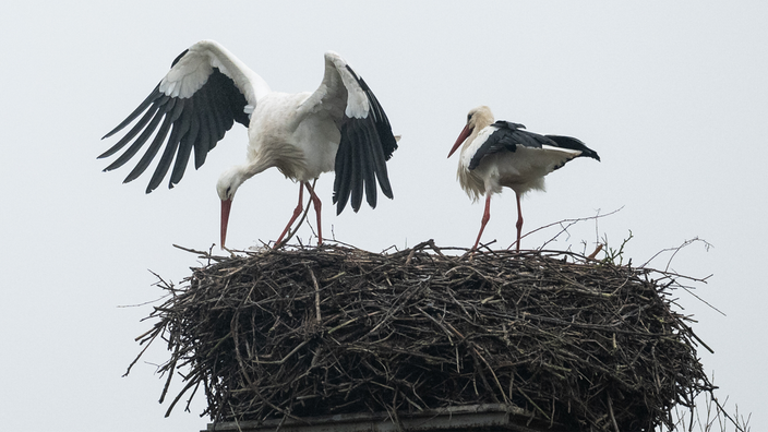 Zwei Störche sitzen in ihrem Nest.