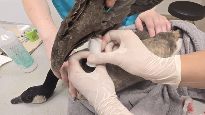 Der Flügel einer Gans wird mit einem Verband umwickelt.