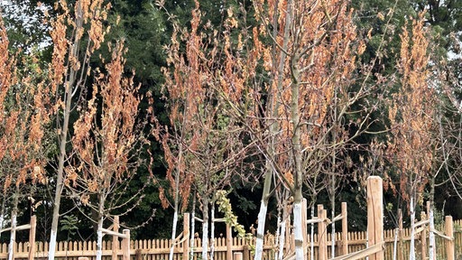Der Tiny Forest im Wattenscheider Stadtgarten
