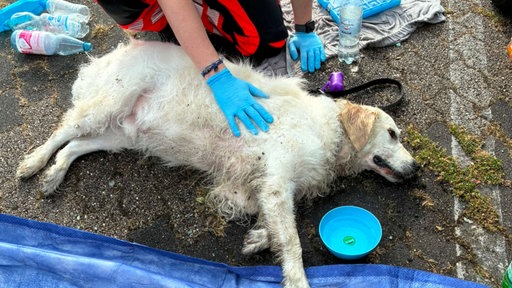 Hund aus Hitze-Auto auf dem Movie-Park-Parkplatz gerettet