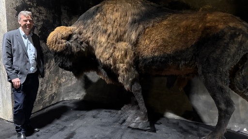 Museums-Chef Dietmar Osses vor einem Bison