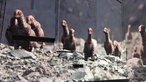 Junge Dinoausiererküken sind gerade aus ihren Eiern geschlüpft
