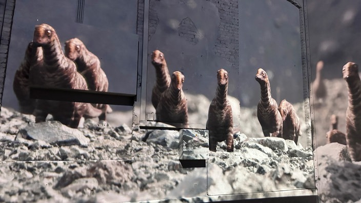 Junge Dinoausiererküken sind gerade aus ihren Eiern geschlüpft