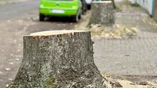 Ein gefällter Baum an einer Straße