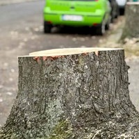 Ein gefällter Baum an einer Straße