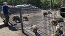 Ein Fortstwirt kühlt Wildschweine in Gehege mit kaltem Wasser aus einem Schlauch.