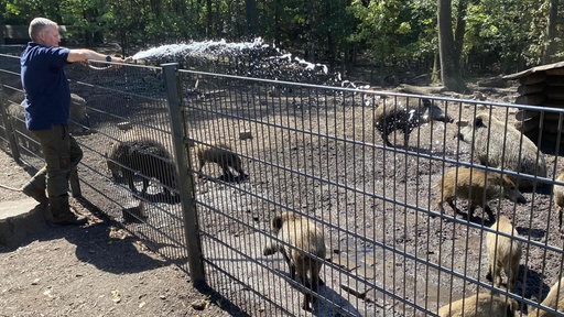 Ein Fortstwirt kühlt Wildschweine in Gehege mit kaltem Wasser aus einem Schlauch.