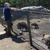 Ein Fortstwirt kühlt Wildschweine in Gehege mit kaltem Wasser aus einem Schlauch.