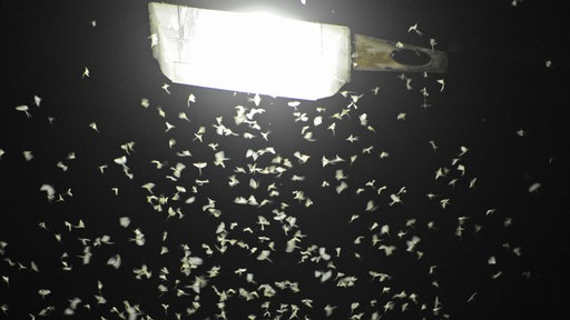 Eintagsfliegen bei Nacht an einer Laterne
