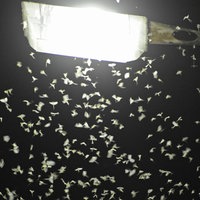 Eintagsfliegen bei Nacht an einer Laterne