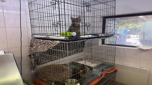 Katze in einem Käfig.