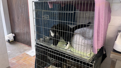 Katze in einem Käfig.