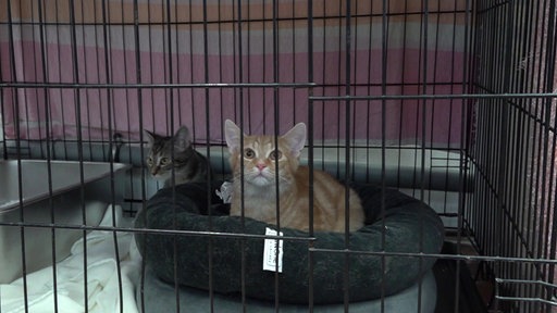 Zwei Katzen in einem Käfig.
