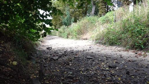 Ein ausgetrockneter Fluss. Links und Rechts Büsche