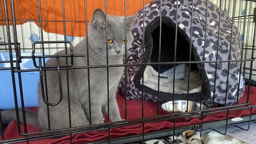 Graue Katze sitzt auf einer roten Decke neben einer Kuschelhöhle in ihrem Gehege im Duisburger Tierheim