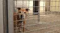 Mischlingshund Rob schaut traurig aus dem Zwinger im Duisburger Tierheim 